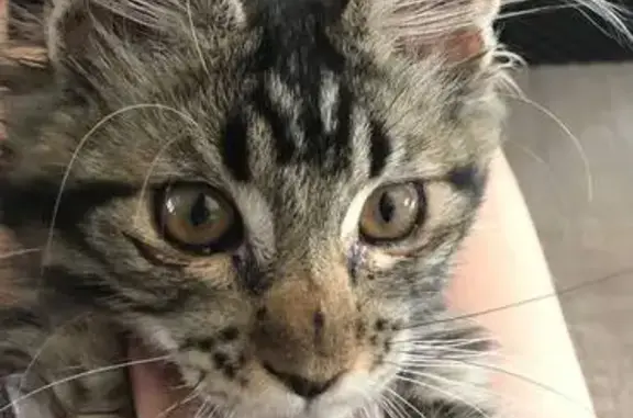 Пропала кошка, ул. Сарыг-оола, 16, Кызыл