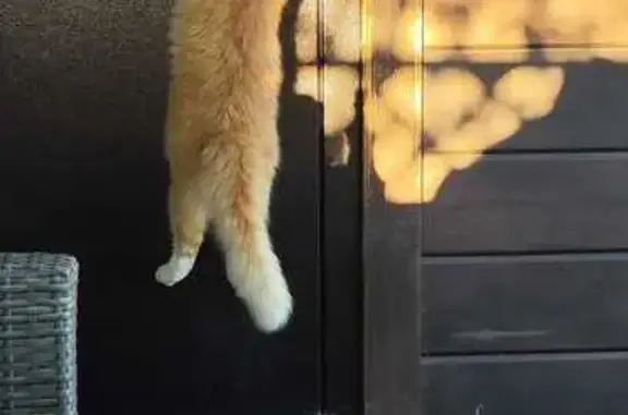 Кошки потеряшки, Жаворонки, фото: Потеряшка кошка, Зелёная ул., Жаворонки