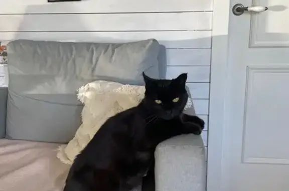 Кошки потеряшки, Пенза, фото: Потеряшка кошка, ул. Ворошилова, 30, Пенза