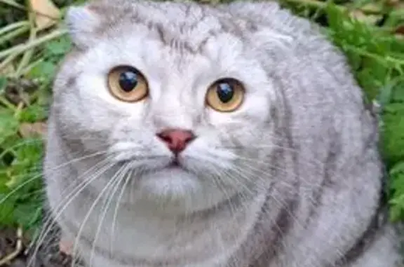 Найдена кошка, Новосибирск, фото: Кошка найдена: Выборная 106/1, Новосибирск