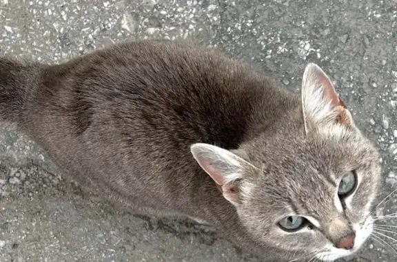 Кошка найдена на ул. Кирова, Якутск