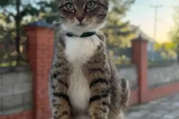 Кошки потеряшки, Чесноковка, фото: Потеряшка кошка в Чесноковке, Башкортостан