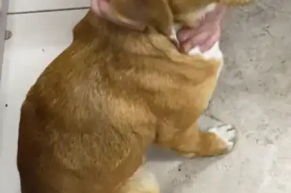 Найдена собака на ул. Неделина, 15В, Липецк