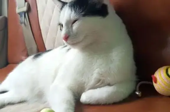 Кошки потеряшки, Курган, фото: Потеряшка кошка, Курган, ул. 6