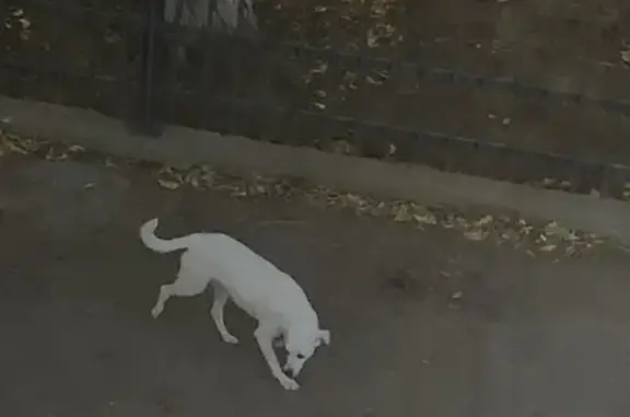 Найдена собака, пр. Воробьёва 12к1, Астрахань