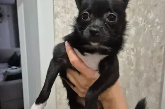 Найдена собака, , фото: Найдена собака у ТЦ МЖК, Астраханская 189