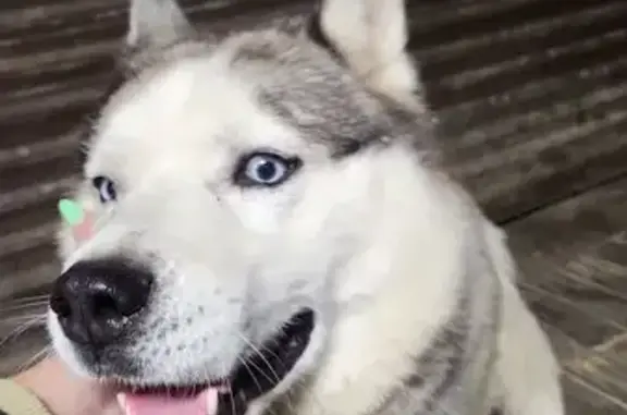 Найдена собака, Руднево, фото: Найдена собака, Лиственная 27, Руднёво