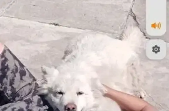 Пропала собака, ул. 250 лет Шушенского, 43