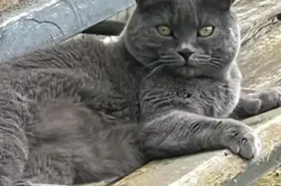 Пропала кошка, Купчинская ул. 20 к2