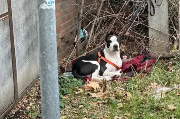 Собака найдена на Почтовой, 89