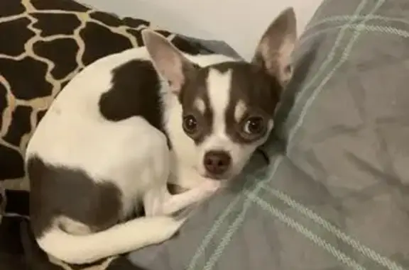 Собаки потеряшки, Краснодарский край, фото: Потеряшка лиловая собака, Сочи