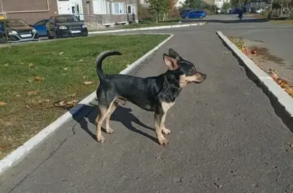 Найдена собака, Саранск, фото: Собака найдена: Волгоградская, 60, Саранск