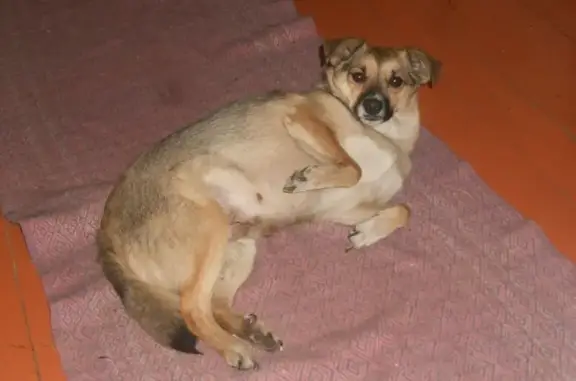 Собаки потеряшки, , фото: Потеряшка собака в р-не Шадринки, Черемхово