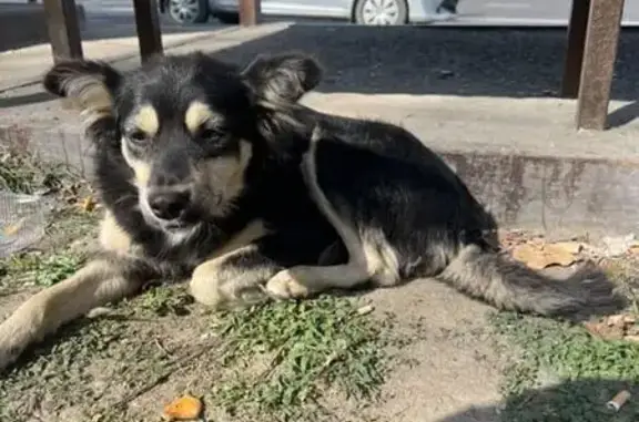 Собаки потеряшки, Иркутск, фото: Потеряшка собака, б-р Рябикова, Иркутск