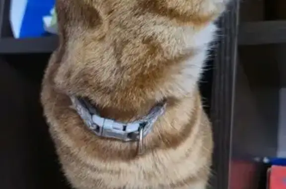 Найдена кошка, Казань, фото: Кошка найдена: Молодёжная ул. 8, Казань