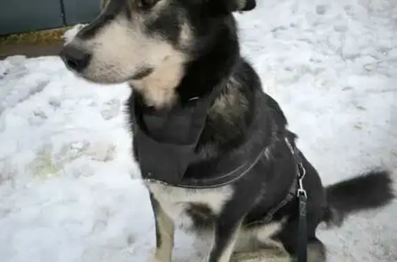 Собаки потеряшки, Брянская область, фото: Потеряшка собака на ул. В. Шкурного, Клинцы