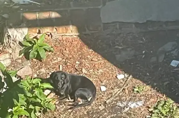 Собака найдена на ул. Будённого, Краснодар.