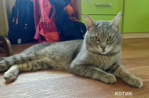 Найдена кошка, Новосибирск, фото: Кот найден на ул. Есенина, 16, Новосибирск