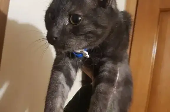 Найдена кошка, Волгоград, фото: Кошка найдена: Академическая ул., Волгоград