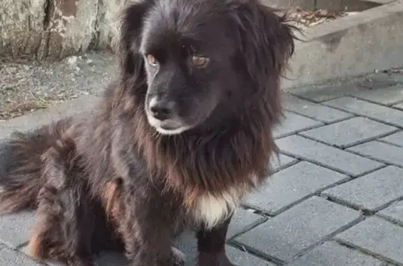 Найдена собака, Краснодарский край, фото: Собака найдена на ул. Мира, Кабардинка