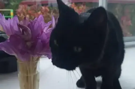 Найдена кошка в с. Добрынское, Владимирская обл.