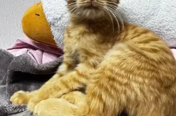 Найдена кошка, , фото: Кошка найдена: ул. Западный Обход, 2