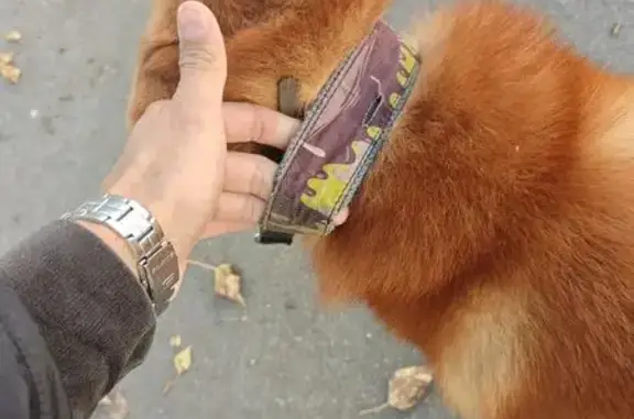 Найдена собака, Кострома, фото: Собака найдена: Советская 111, Кострома