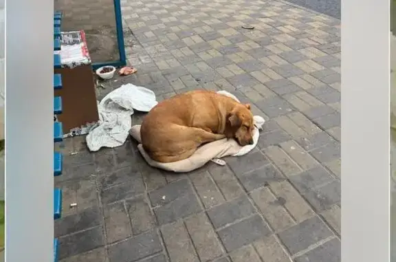 Собака найдена: Малое зелёное кольцо