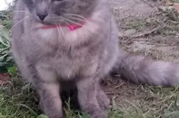 Найдена кошка, Брянск, фото: Найдена кошка, улица 7-я Линия, Брянск