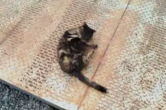 Кошки потеряшки, Энгельс, фото: Потеряшкаи кошки, ул. Космонавтов 4, Энгельс