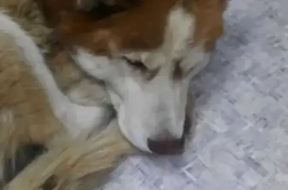 Найдена собака, Воронеж, фото: Собака найдена на бульваре Победы, 50Б