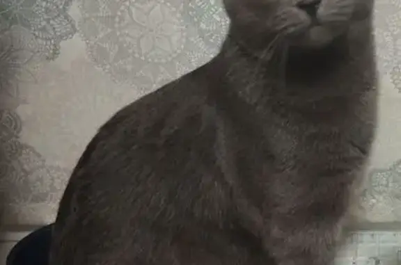 Кошки потеряшки, Пермь, фото: Потеряшка кошка, Уфимская ул. 24, Пермь