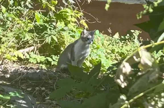 Найдена кошка, Казань, фото: Кошка найдена: ул. Красной Позиции, 3