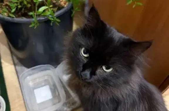 Кошка найдена: Баргузинская ул, 41, Чита