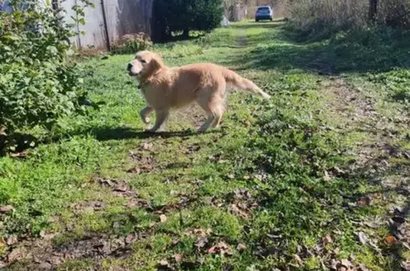 Найдена собака, Кемеровская область, фото: Собака найдена в СНТ Русское поле, Кемерово