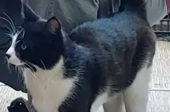 Кошки потеряшки, Комсомольск-на-Амуре, фото: Потеряшка кошка, Вокзальная 34Г, Комсомольск