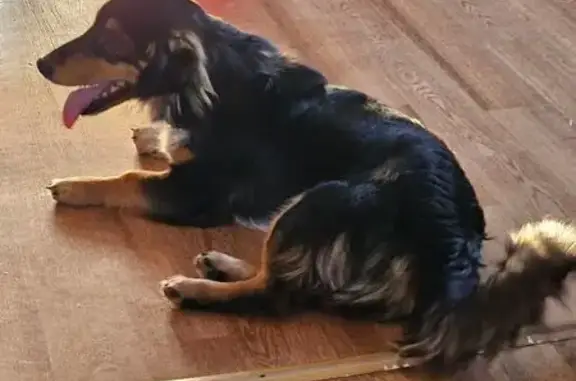 Пропала собака, Московская ул. 563, Супонево