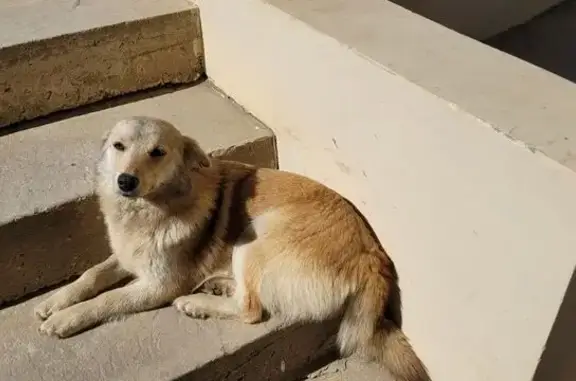 Пропала собака, Ипподромная 100 к3, Элиста