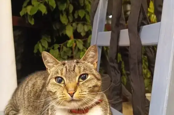 Пропала кошка, 1-я линия, Сертолово