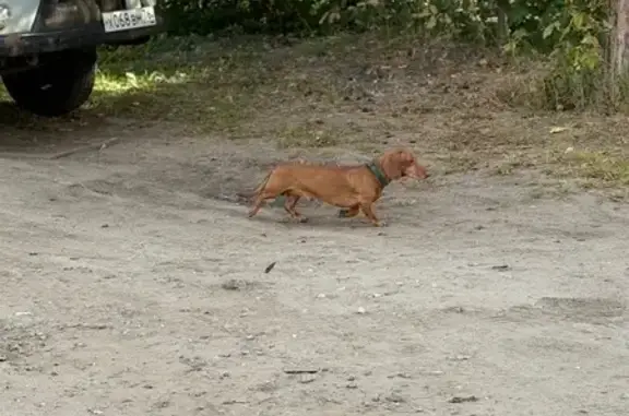 Такса найдена у Загородный Сад, 6, Ярославль