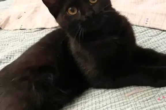 Пропала чёрная кошка, Луговая, 1, Тучково