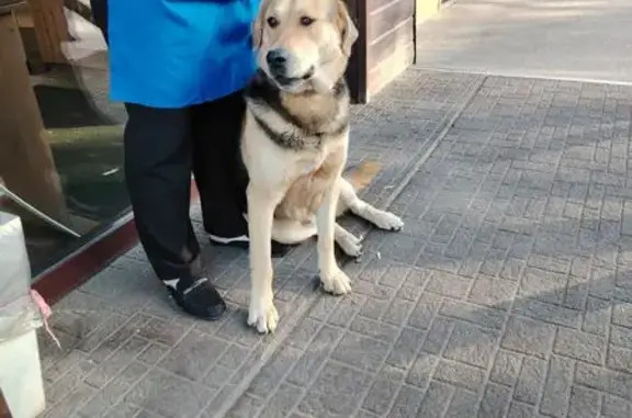 Пропала собака, ул. Мирошниченко, Красноярск