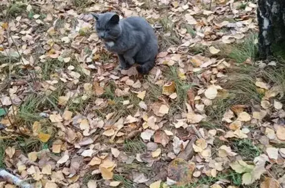 Найдена кошка, Тюмень, фото: Кот найден в экопарке, Ямская ул., Тюмень