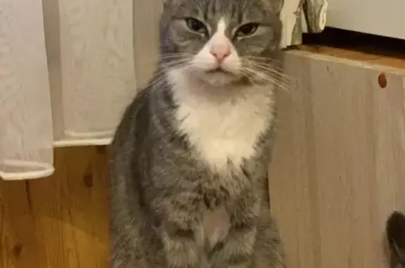 Пропал котик Том, Наро-Фоминск