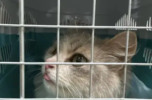 Пропала кошка, ул. Победы, 18А, Маркс