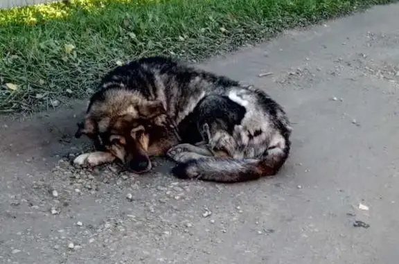 Собаки потеряшки, Тосно, фото: Потеряшка собака, Светлая ул. 23, Тосно