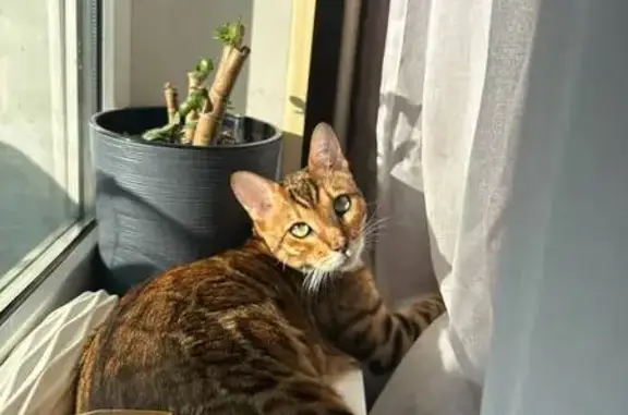 Кошки потеряшки, Щёлково, фото: Потеряшка кошка, Заречная ул. 5, Щёлково