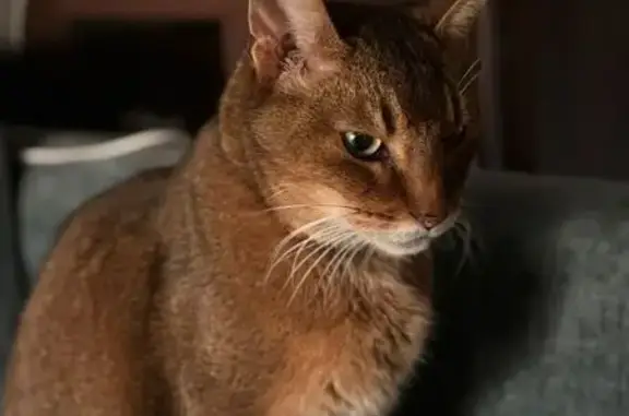 Пропала кошка, МО, ошейник с данными