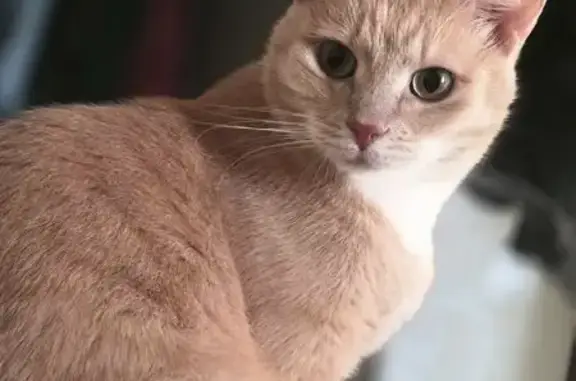 Кошки потеряшки, Вологда, фото: Потеряшка кошка на К. Маркса 97, Вологда