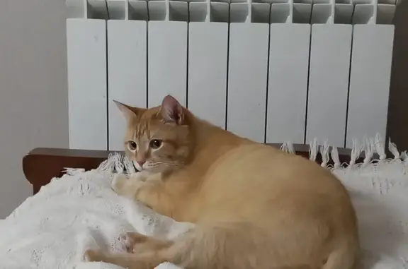 Пропала кошка в Салехарде, ЯНАО